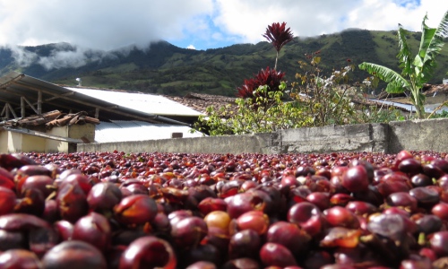cascara koffie colombia coffee
